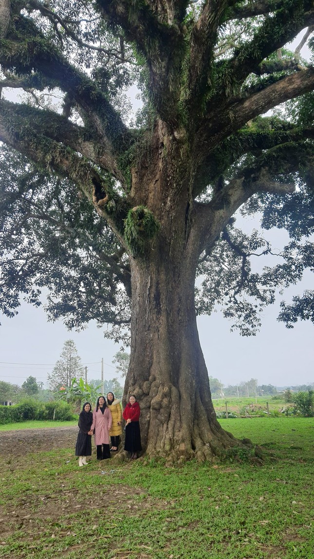 Cây Trôi cổ thụ 800 tuổi chỉ nở hoa một bên được công nhận là cây di sản - Ảnh 4