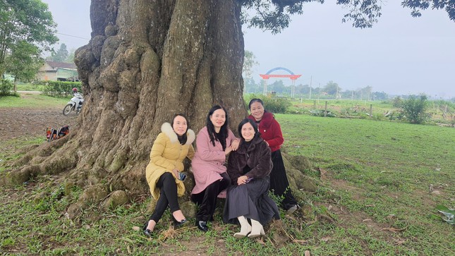 Cây Trôi cổ thụ 800 tuổi chỉ nở hoa một bên được công nhận là cây di sản - Ảnh 3