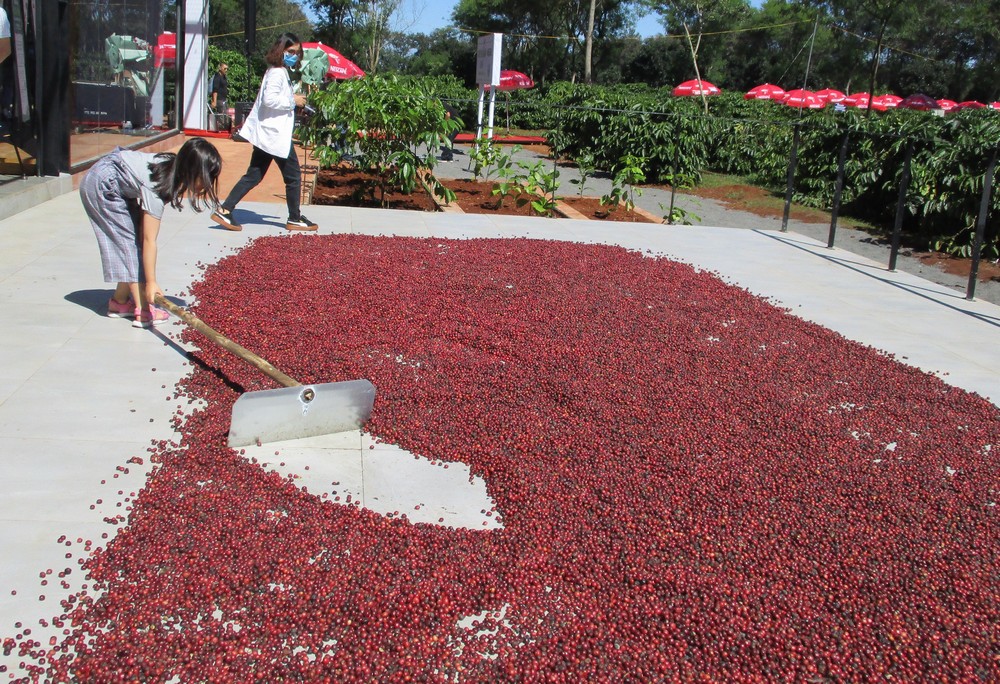 Loại cà phê chủ lực của Việt Nam tăng giá kỷ lục chỉ trong 1 tuần - Ảnh 1