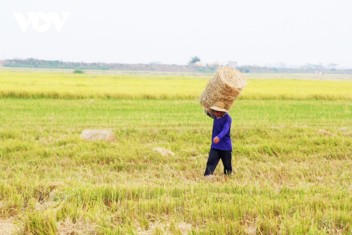 Người dân vùng đầu nguồn Đồng Tháp hốt bạc từ rơm rạ - Ảnh 4