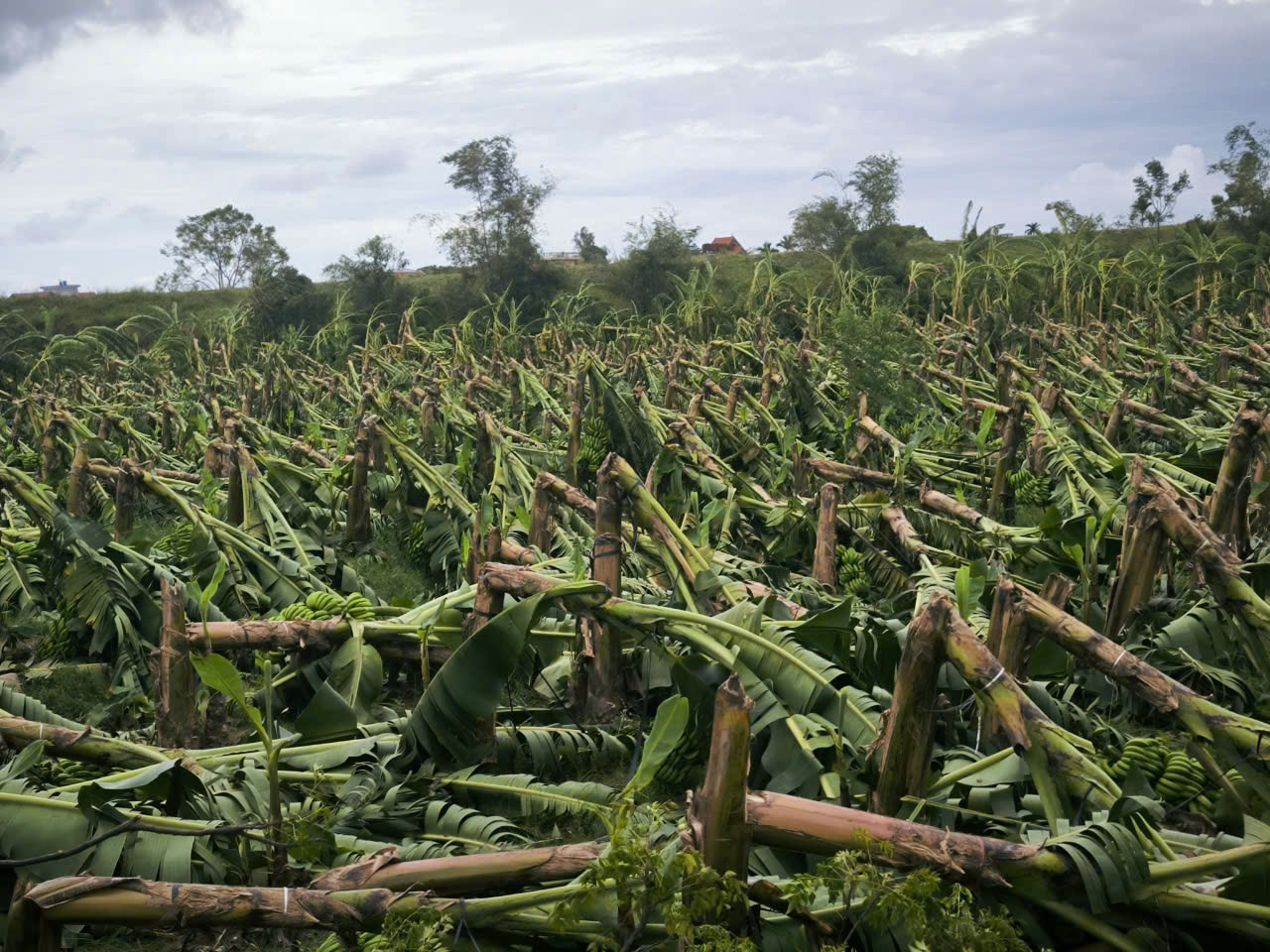 Dân tình khắp nơi kêu gọi giải cứu nông sản giúp đỡ bà con sau bão - Ảnh 13