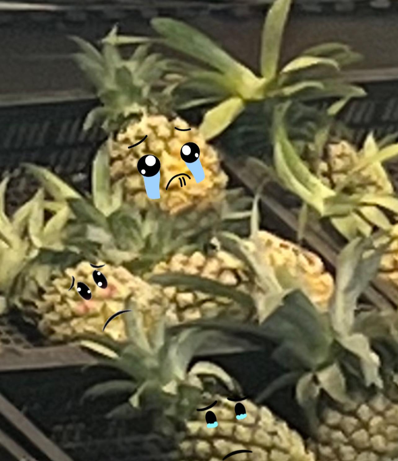 Tiếp tục có 1 loại quả bị "bỏ rơi" giữa siêu thị Hà Nội, dân mạng nhìn là biết ngay lý do - Ảnh 4