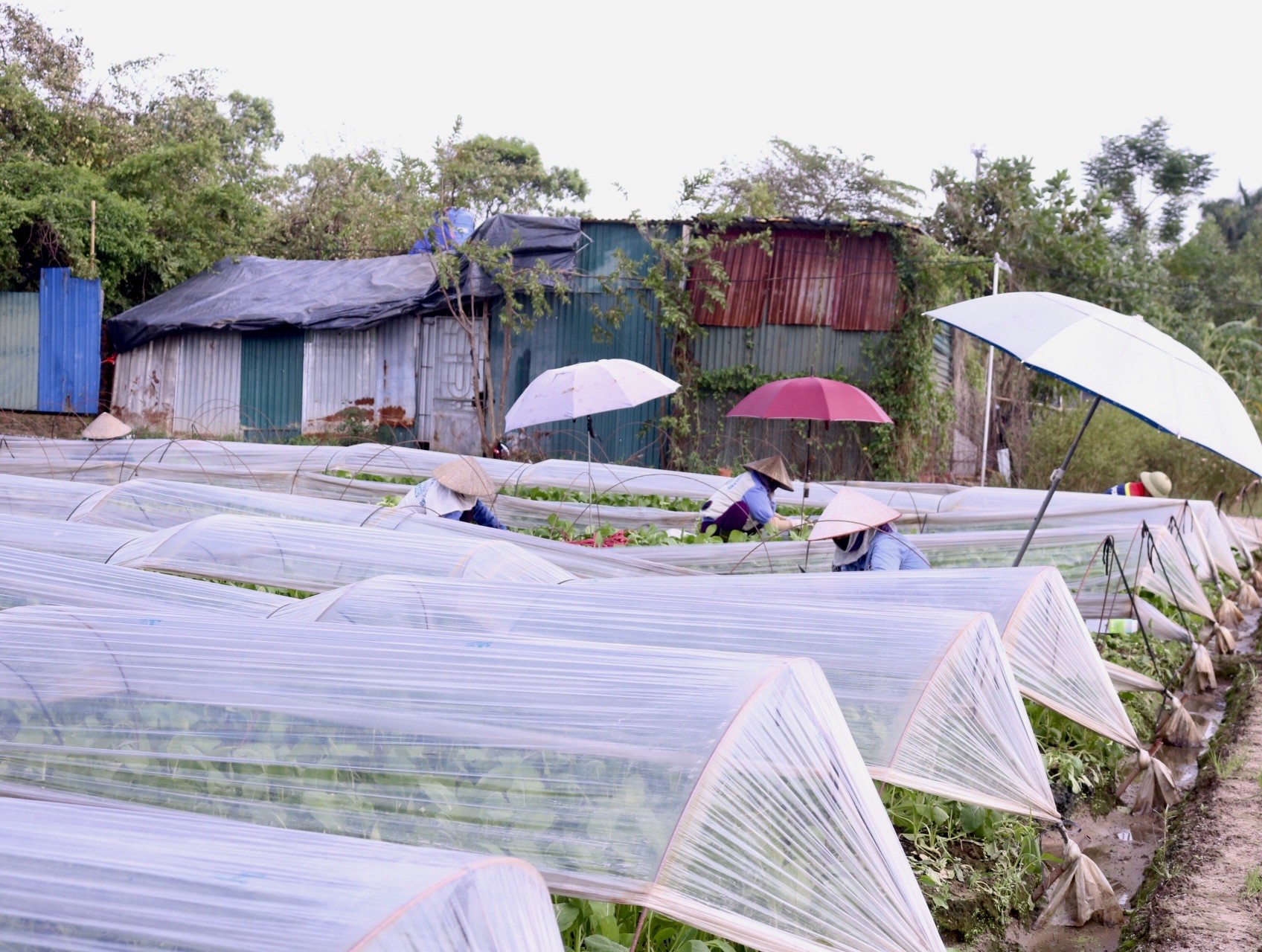 'Vựa rau' lớn nhất Hà Nội xác xơ sau bão - Ảnh 2