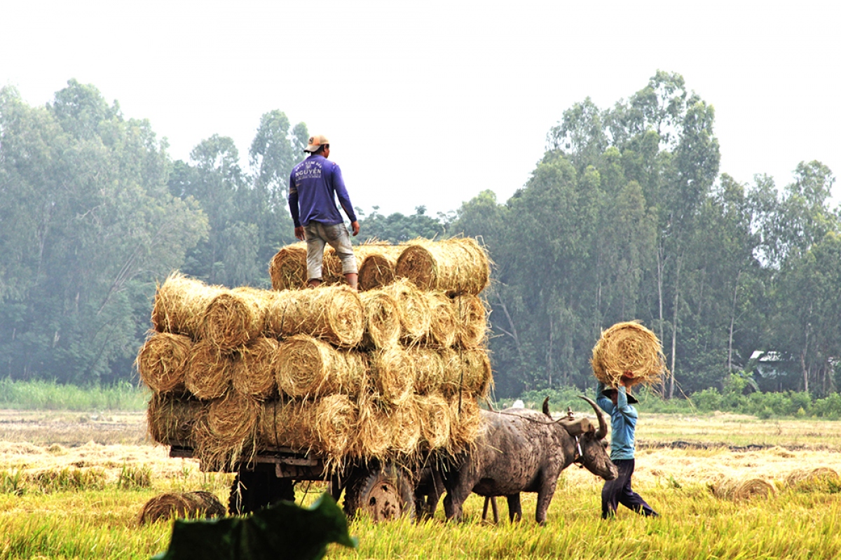 Người dân vùng đầu nguồn Đồng Tháp hốt bạc từ rơm rạ - Ảnh 5