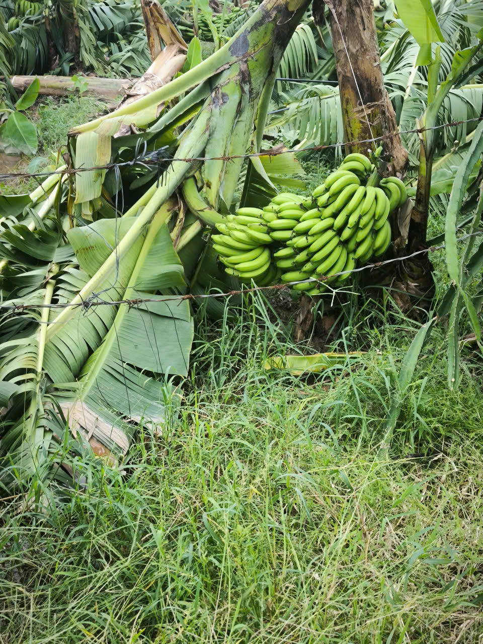 Dân tình khắp nơi kêu gọi giải cứu nông sản giúp đỡ bà con sau bão - Ảnh 14