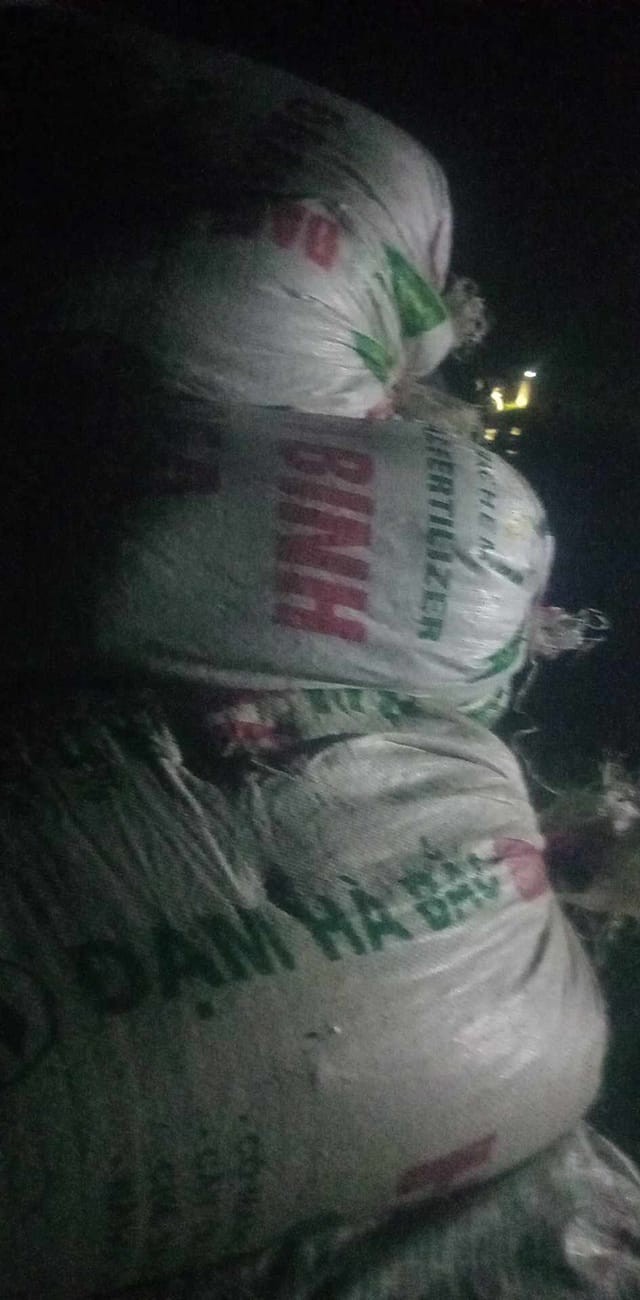 Người dân thu hoạch lúa xuyên đêm để tránh bão số 3 - Ảnh 2