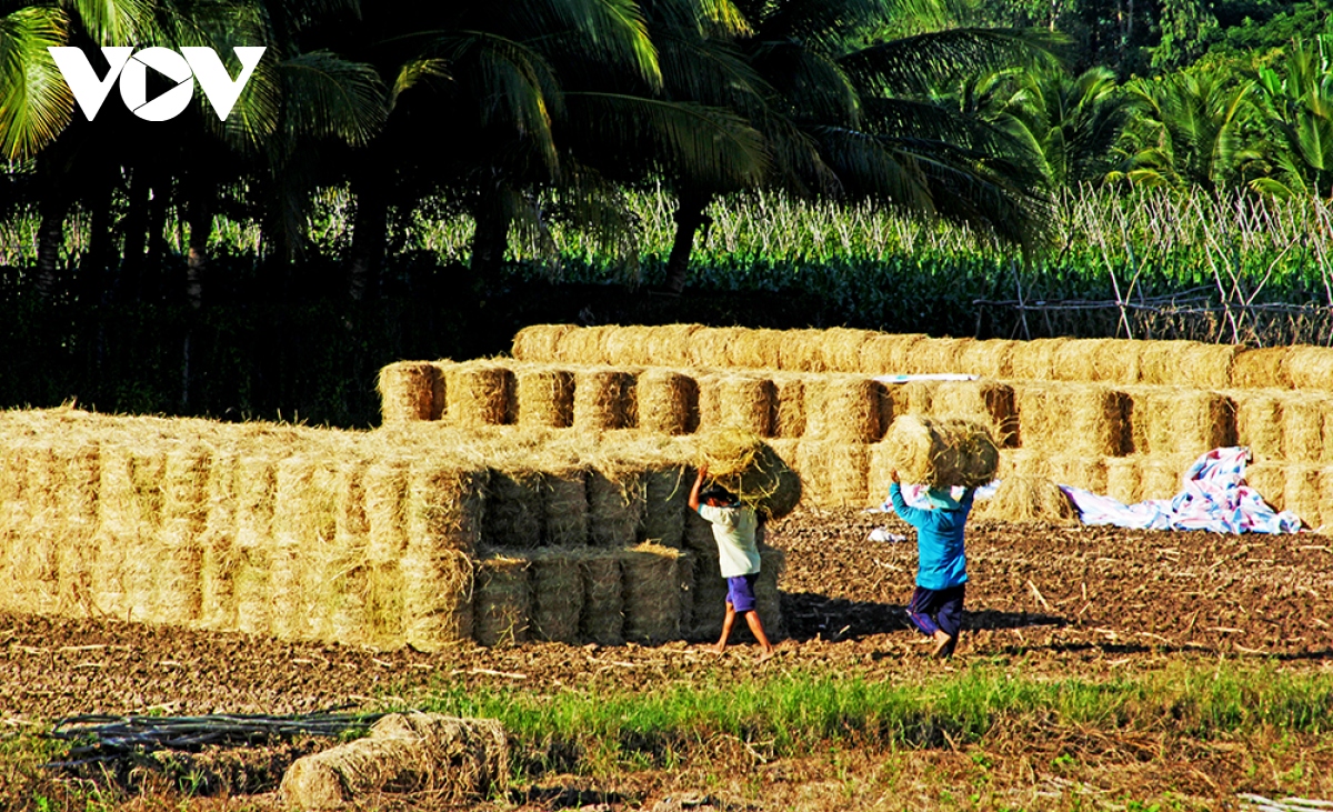 Người dân vùng đầu nguồn Đồng Tháp hốt bạc từ rơm rạ - Ảnh 6