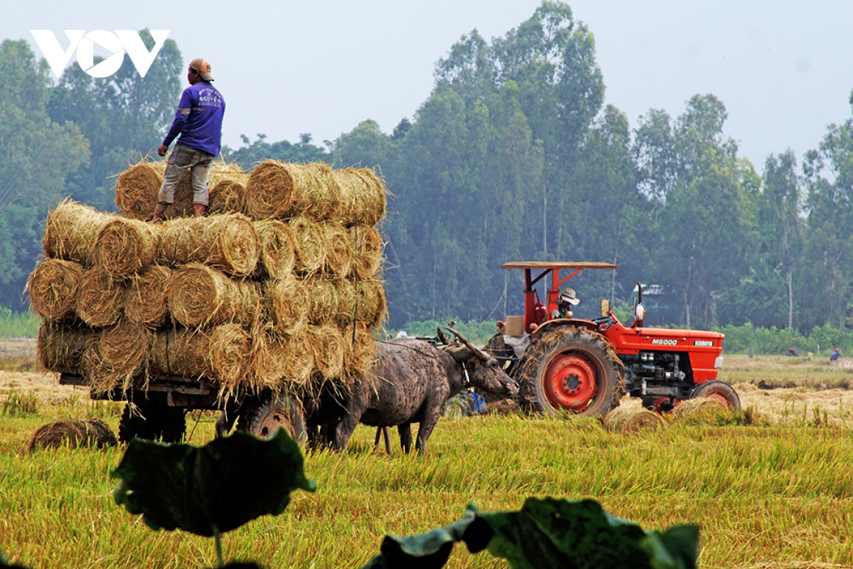 Người dân vùng đầu nguồn Đồng Tháp hốt bạc từ rơm rạ - Ảnh 7