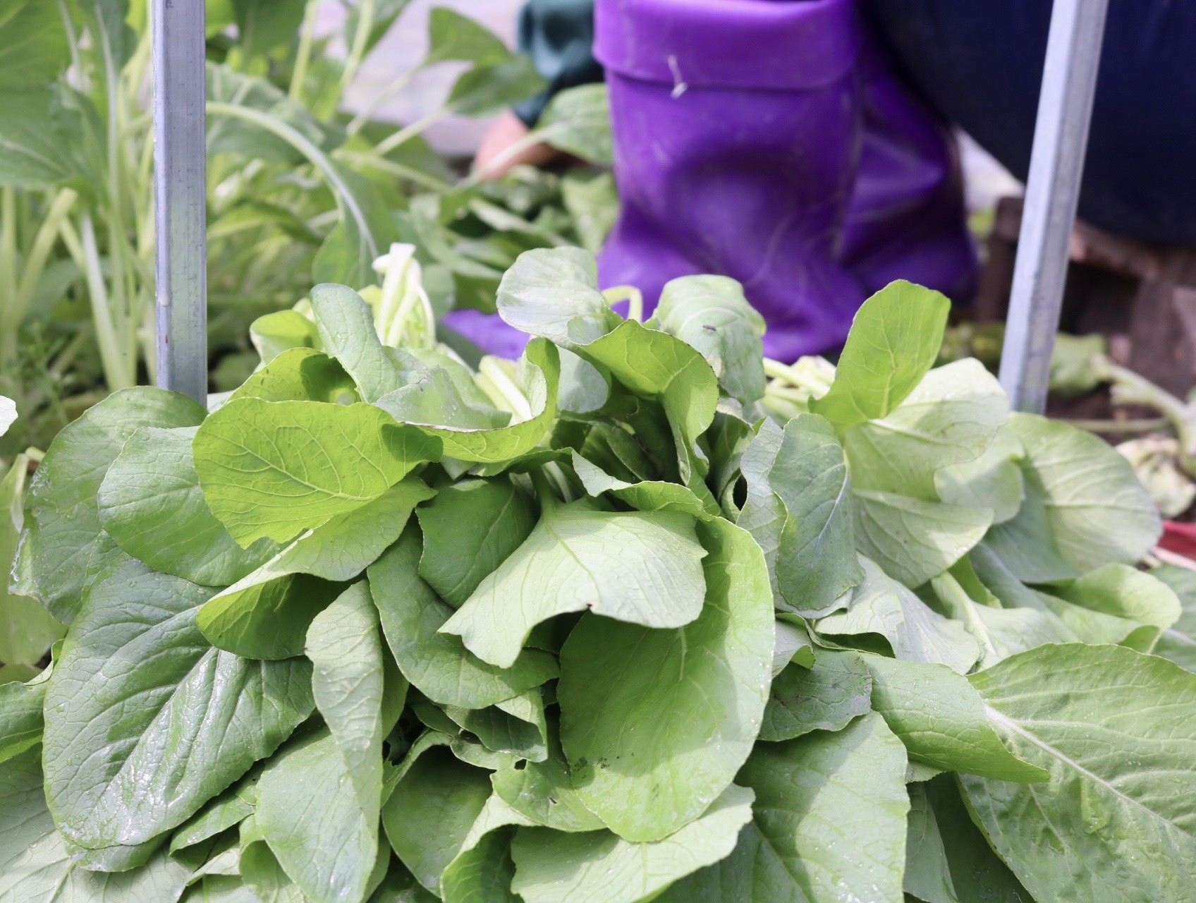 'Vựa rau' lớn nhất Hà Nội xác xơ sau bão - Ảnh 11