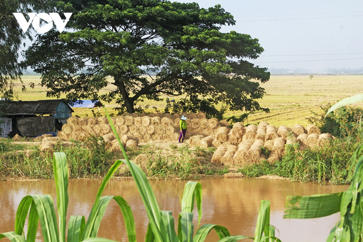 Người dân vùng đầu nguồn Đồng Tháp hốt bạc từ rơm rạ - Ảnh 9