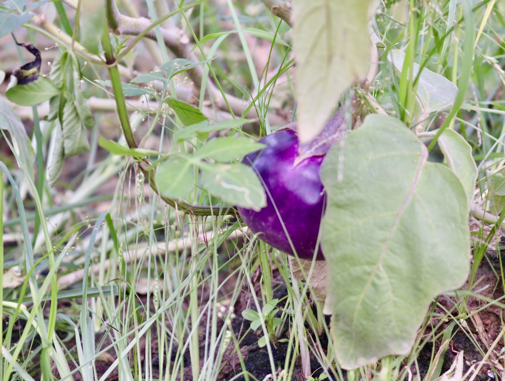 'Vựa rau' lớn nhất Hà Nội xác xơ sau bão - Ảnh 10