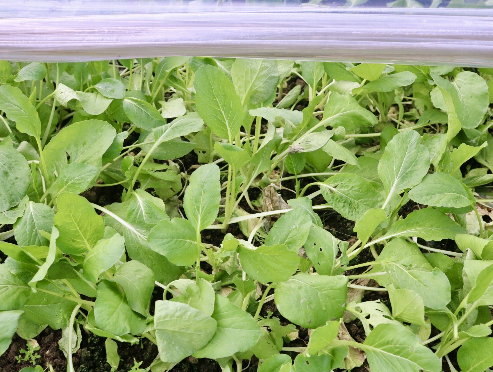 'Vựa rau' lớn nhất Hà Nội xác xơ sau bão - Ảnh 3