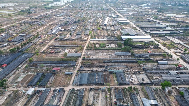 Thấp thỏm khôi phục làng cây cảnh lớn nhất miền Bắc - Ảnh 2