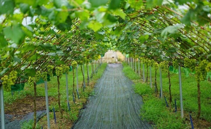 Liều lĩnh trồng 'nho quý tộc' trên quê nhà, 9X Việt đổi đời - Ảnh 2