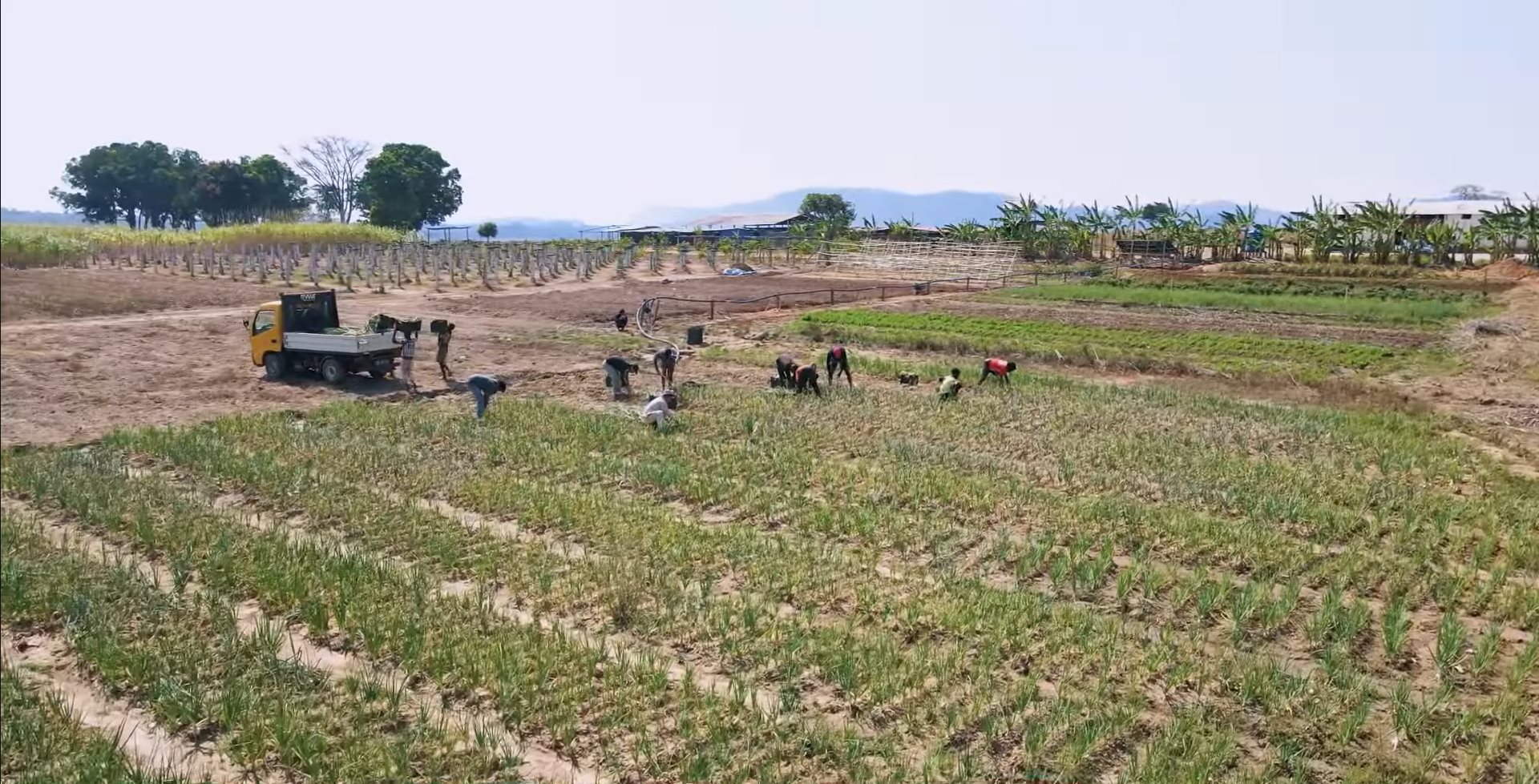 Loại củ bán đầy chợ Việt được team Quang Linh đem sang châu Phi trồng: người dân tranh mua như đặc sản, thu nhập siêu khủng - Ảnh 1