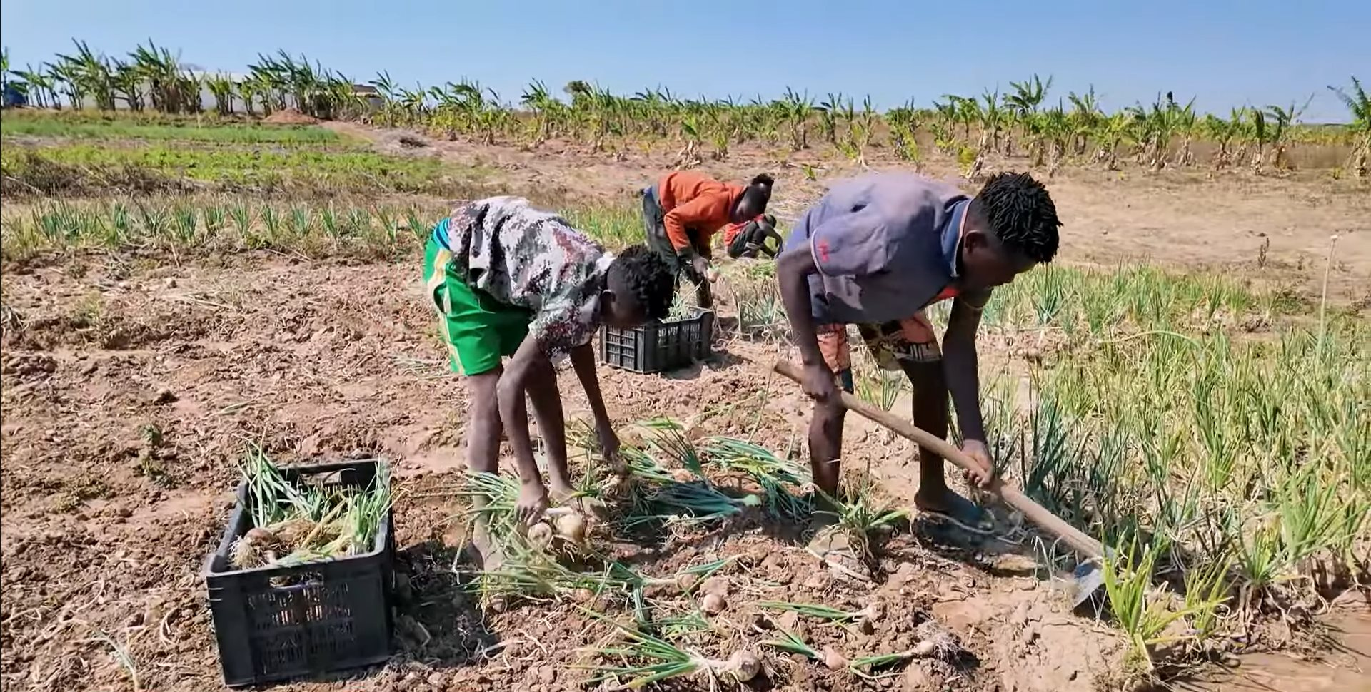 Loại củ bán đầy chợ Việt được team Quang Linh đem sang châu Phi trồng: người dân tranh mua như đặc sản, thu nhập siêu khủng - Ảnh 2