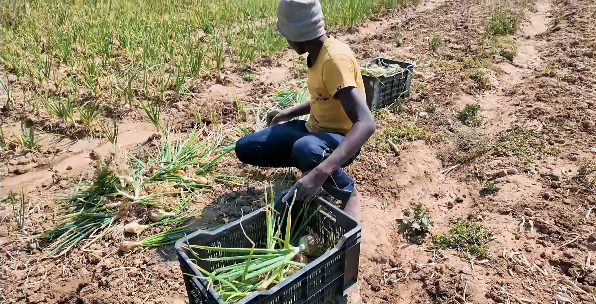 Loại củ bán đầy chợ Việt được team Quang Linh đem sang châu Phi trồng: người dân tranh mua như đặc sản, thu nhập siêu khủng - Ảnh 3