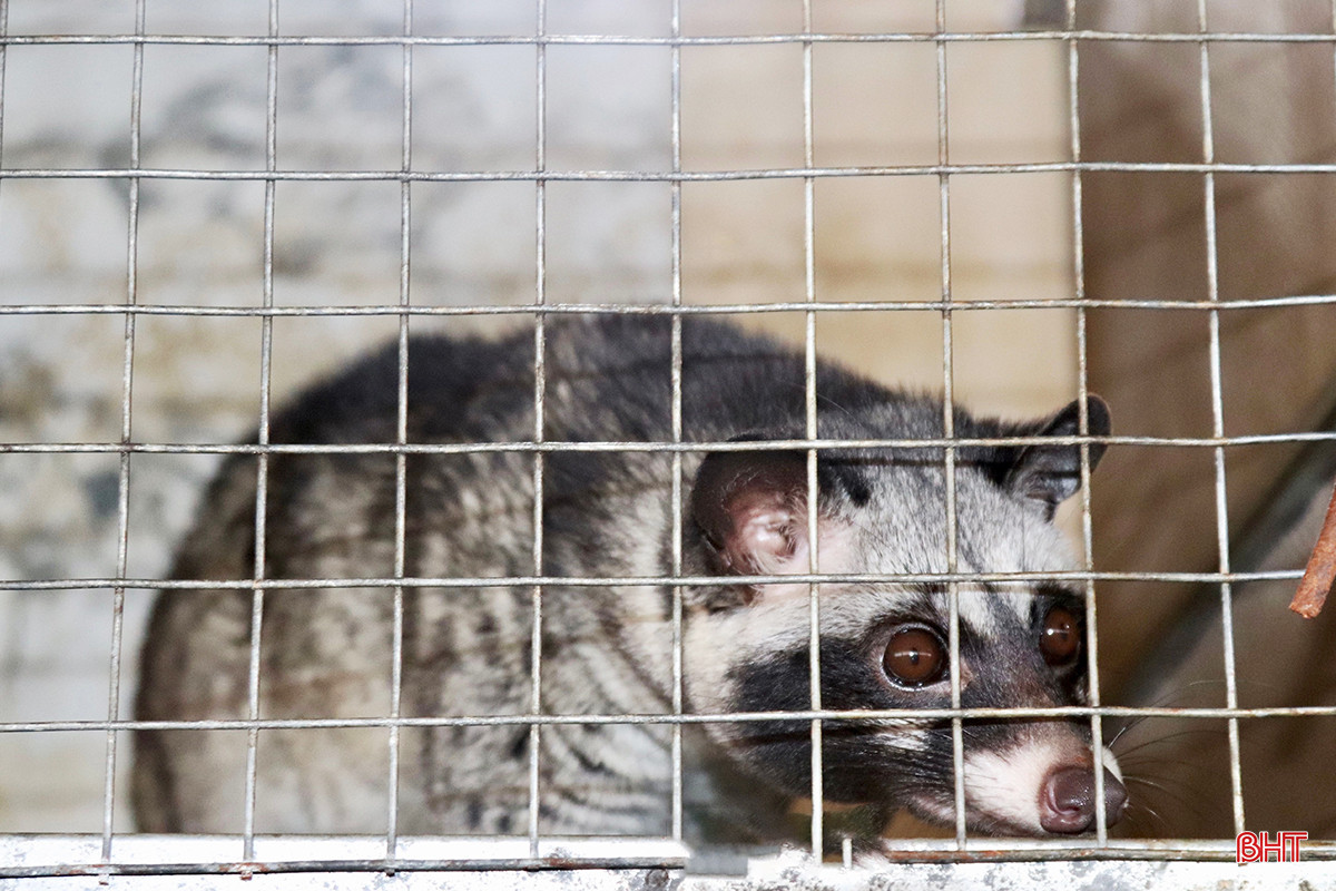 Anh nông dân nuôi "đặc sản" dân nhậu thích mê, nhẹ nhàng kiếm 1,6 tỷ đồng - Ảnh 4