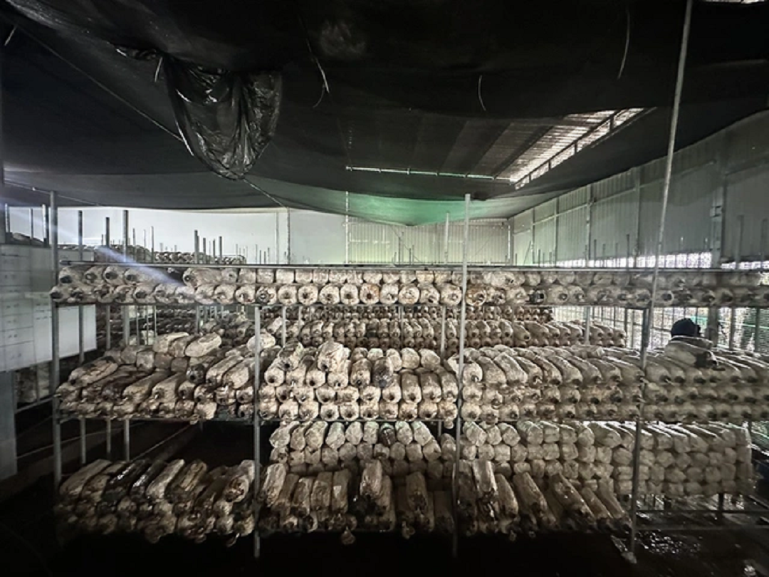 Anh nông dân trồng loại cây "không lá", bỏ túi 5 tỷ đồng/năm rất nhẹ nhàng - Ảnh 2