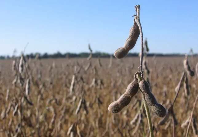 Không phải gạo hay lúa mì, 3 cường quốc của thế giới đua nhau đưa một loại hạt giá rẻ đến Việt Nam: Nhập khẩu tăng hơn 200% chỉ trong 1 tháng, nước ta nhập khẩu đứng thứ 3 toàn cầu - Ảnh 1