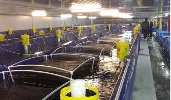 'Mỏ vàng' đưa Việt Nam trở thành ông trùm đứng thứ 2 thế giới: Mỹ, Trung Quốc, Nhật Bản đua nhau chốt đơn, nước ta sở hữu công nghệ đẳng cấp nhất thế giới - Ảnh 1