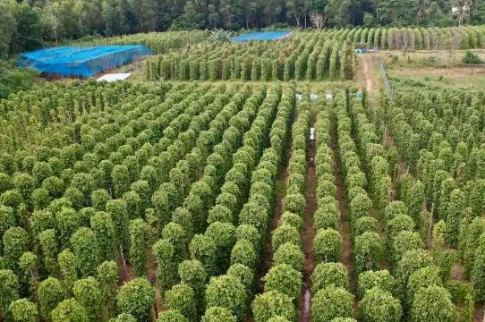 Cứu tinh từ Campuchia, Brazil đổ bộ giúp Việt Nam 'nắm trùm' cả thế giới: Chiếm giữ 60% thị phần toàn cầu, 120 quốc gia liên tục chốt đơn - Ảnh 1