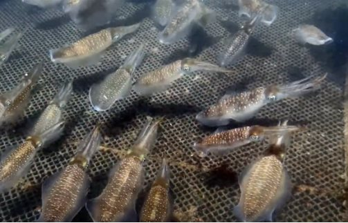 Một loại ‘sản vật' dưới nước của Việt Nam đang được người Hàn Quốc liên tục chốt đơn: Ưu đãi thuế nhập khẩu 0%, thu về hơn 400 triệu USD kể từ đầu năm - Ảnh 1