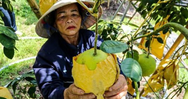 Thủ phủ bưởi Phúc Trạch vào vụ, nông dân phấn khởi đếm quả thu tiền