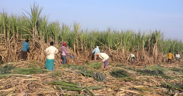 Không phải gạo, Ấn Độ cấm xuất khẩu loại hàng hoá quan trọng năm thứ 2 liên tiếp, nguồn cung toàn cầu bị thắt chặt