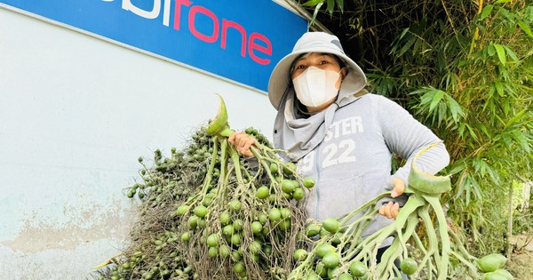 Giá cau tươi tăng mạnh, vì sao nông dân 'đứng ngồi không yên'?