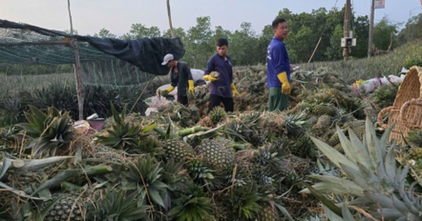 Mùa mưa trái khóm (dứa) giá kỉ lục, nông dân Tiền Giang bội thu