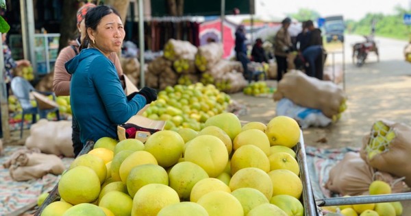 Độc đáo phiên chợ 'đệ nhất danh quả' nức tiếng Hà Tĩnh