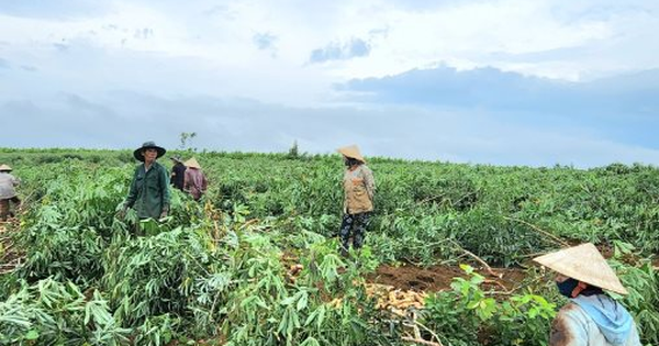 Trồng loại cây lấy củ ‘tỷ đô’, Việt Nam vươn lên trở thành ông trùm đứng thứ 2 thế giới: Trung Quốc có bao nhiêu mua bấy nhiêu, nước ta có sản lượng 10 triệu tấn mỗi năm