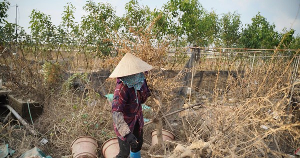 Thấp thỏm khôi phục làng cây cảnh lớn nhất miền Bắc