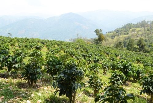 Châu Phi xuất khẩu một loại sản vật rất được ưa chuộng đến Trung Quốc, trở thành đối thủ cạnh tranh với Việt Nam tại xứ tỷ dân - Ảnh 1