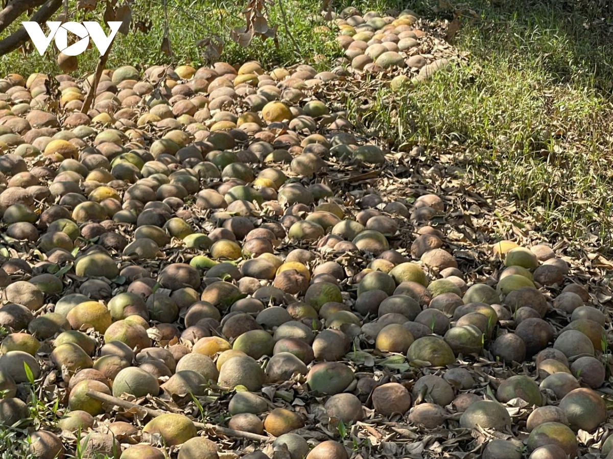 Vùng bưởi “tiến Vua” ở Yên Bái nhiều hộ trắng tay sau lũ - Ảnh 3