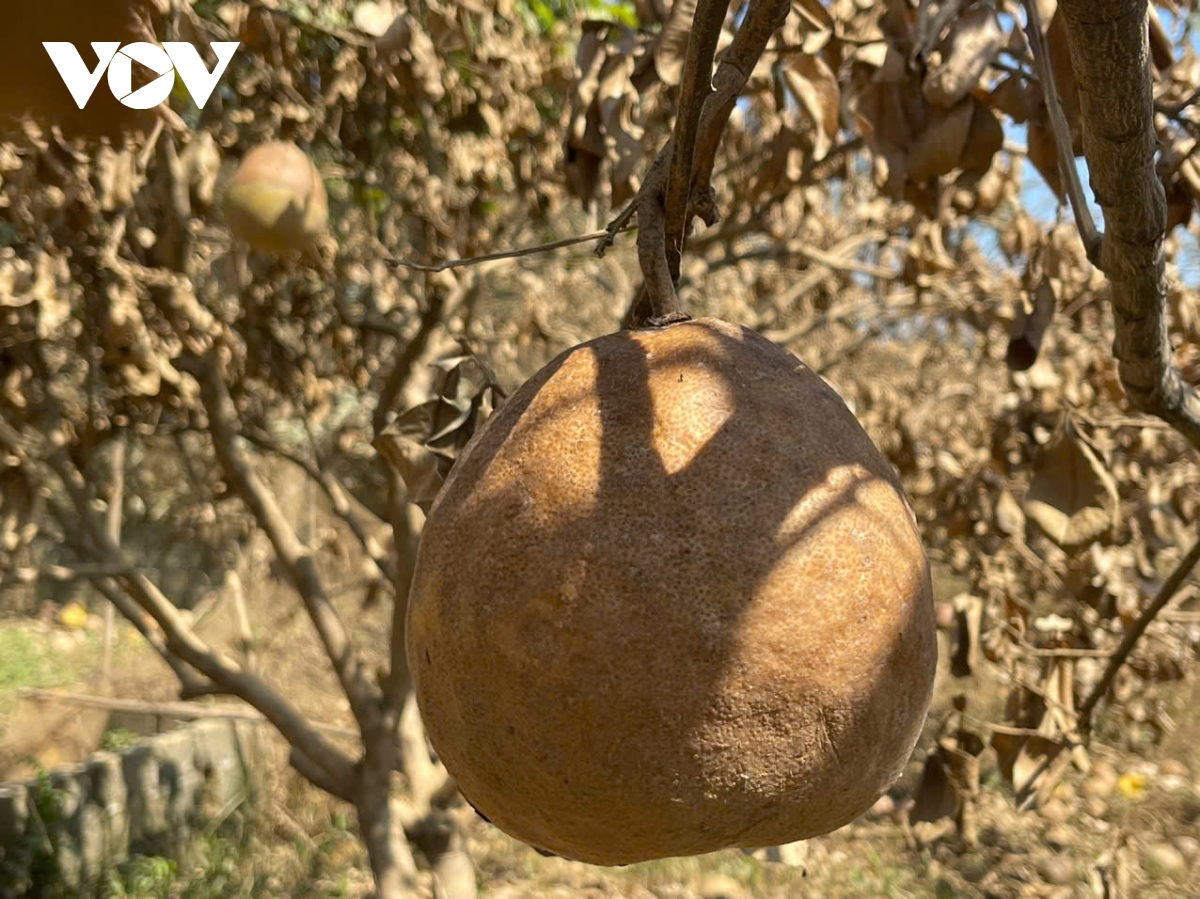 Vùng bưởi “tiến Vua” ở Yên Bái nhiều hộ trắng tay sau lũ - Ảnh 5