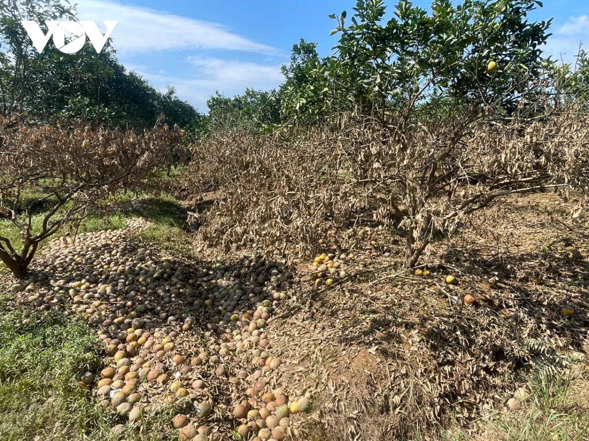 Vùng bưởi “tiến Vua” ở Yên Bái nhiều hộ trắng tay sau lũ - Ảnh 6