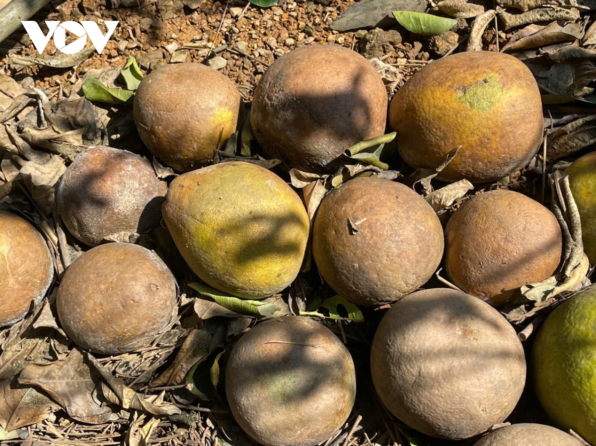 Vùng bưởi “tiến Vua” ở Yên Bái nhiều hộ trắng tay sau lũ - Ảnh 7