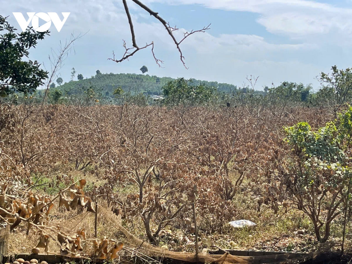 Vùng bưởi “tiến Vua” ở Yên Bái nhiều hộ trắng tay sau lũ - Ảnh 8