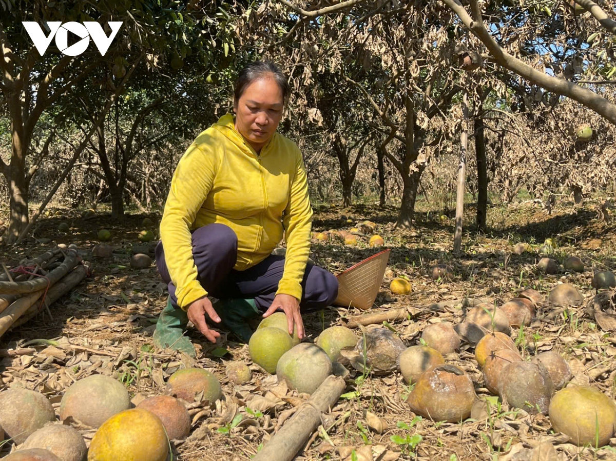 Vùng bưởi “tiến Vua” ở Yên Bái nhiều hộ trắng tay sau lũ - Ảnh 1