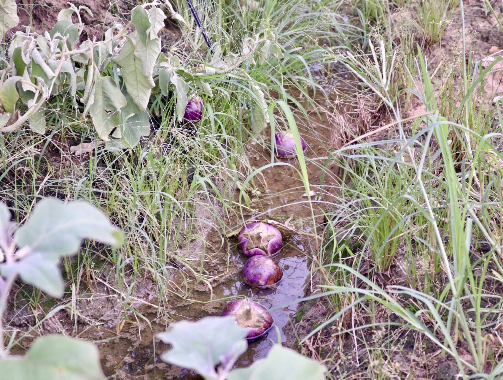 'Vựa rau' lớn nhất Hà Nội xác xơ sau bão - Ảnh 9