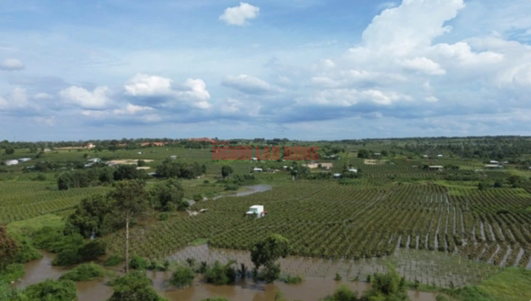 Bất ngờ nguyên nhân gây ngập hàng trăm hecta thanh long tại Bình Thuận - Ảnh 1