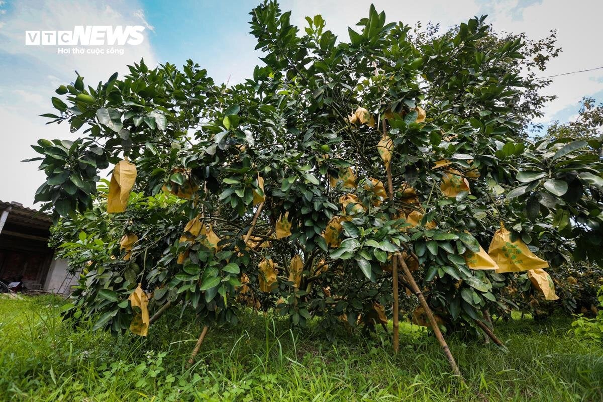 Thủ phủ bưởi Phúc Trạch vào vụ, nông dân phấn khởi đếm quả thu tiền - Ảnh 6