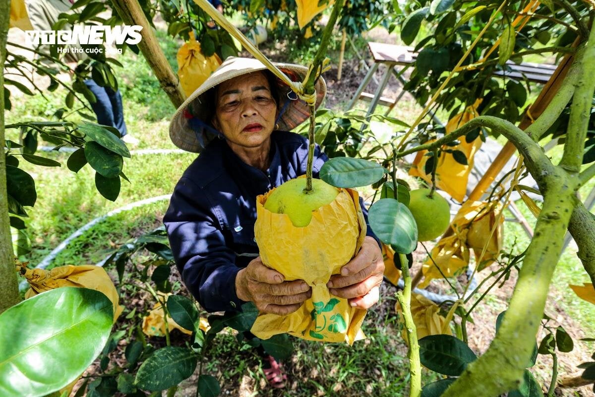 Thủ phủ bưởi Phúc Trạch vào vụ, nông dân phấn khởi đếm quả thu tiền - Ảnh 1