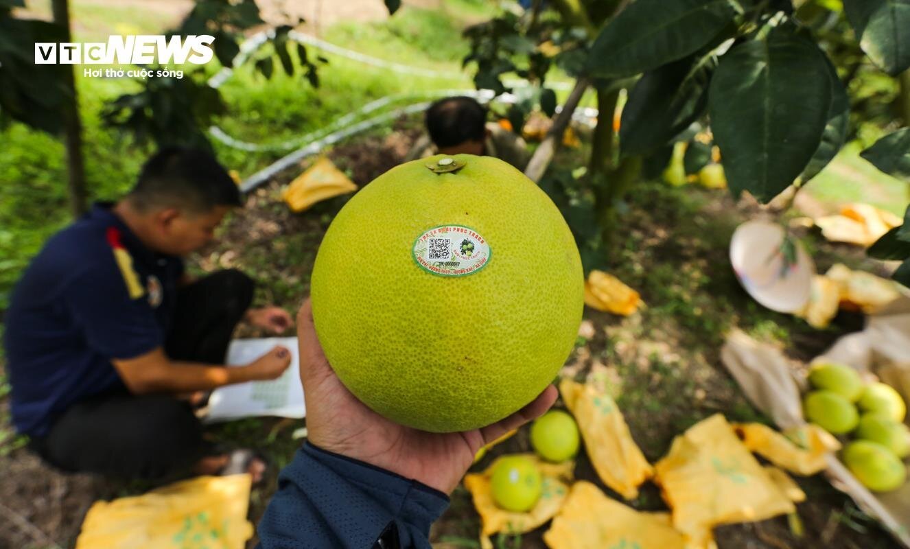Thủ phủ bưởi Phúc Trạch vào vụ, nông dân phấn khởi đếm quả thu tiền - Ảnh 12