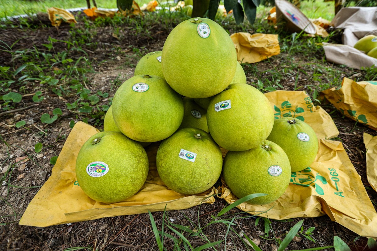 Thủ phủ bưởi Phúc Trạch vào vụ, nông dân phấn khởi đếm quả thu tiền - Ảnh 3