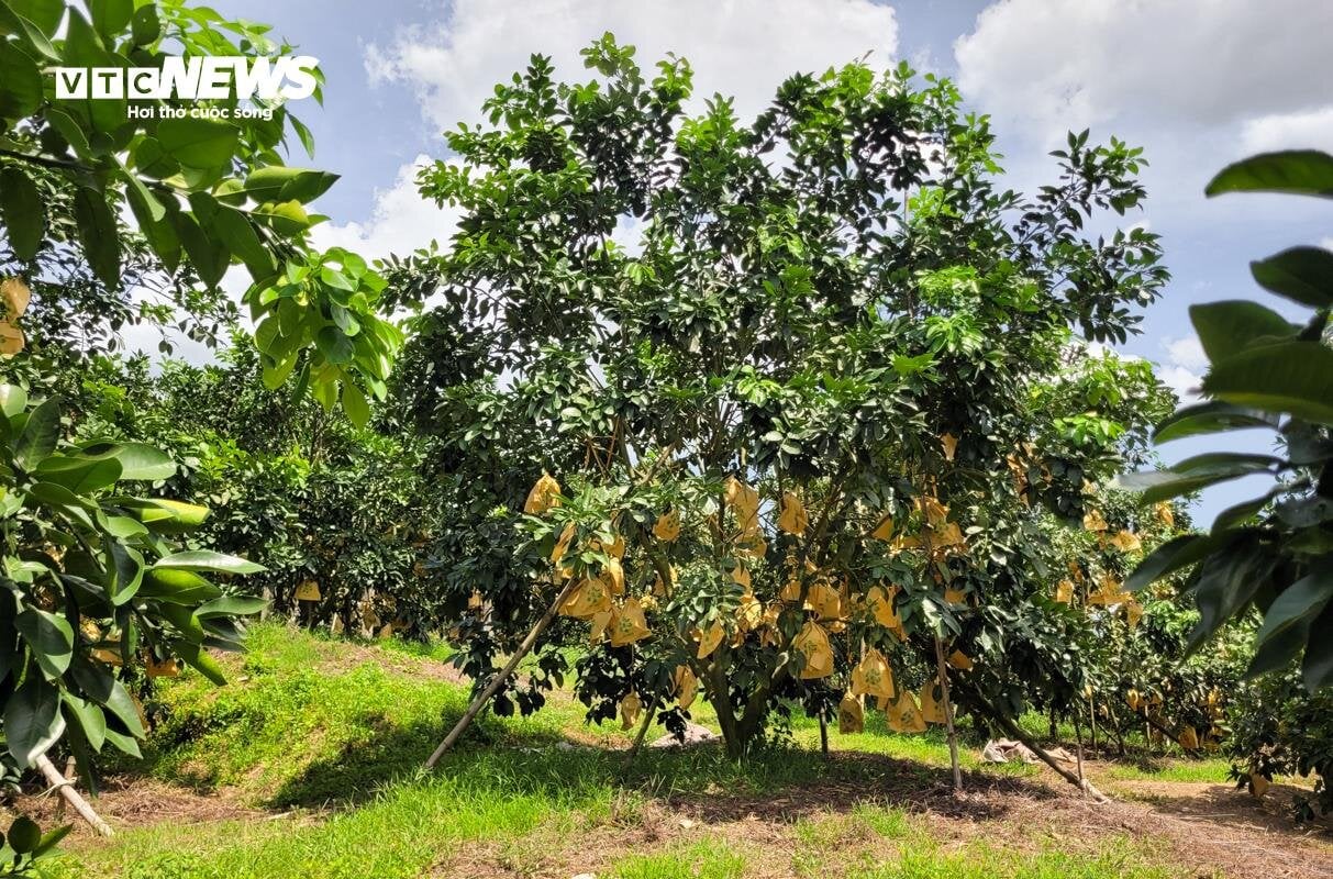 Thủ phủ bưởi Phúc Trạch vào vụ, nông dân phấn khởi đếm quả thu tiền - Ảnh 11