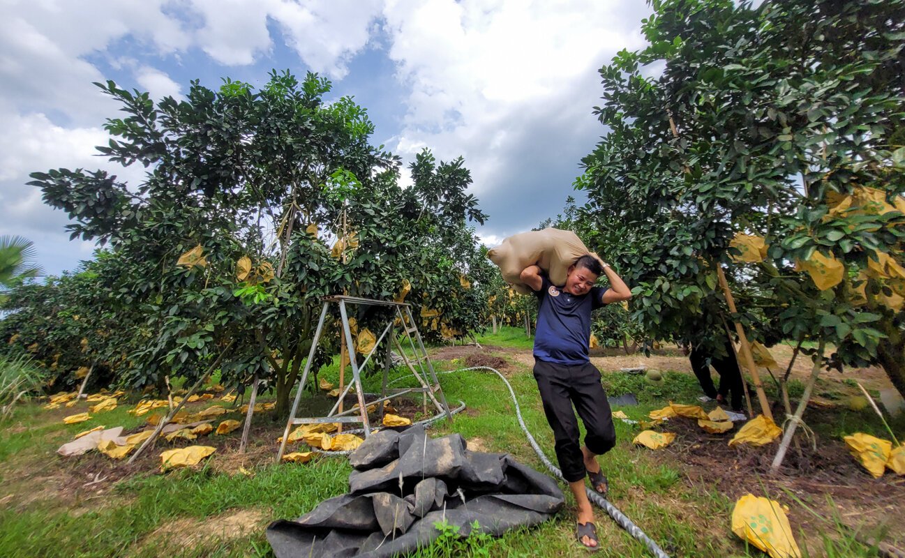 Thủ phủ bưởi Phúc Trạch vào vụ, nông dân phấn khởi đếm quả thu tiền - Ảnh 4