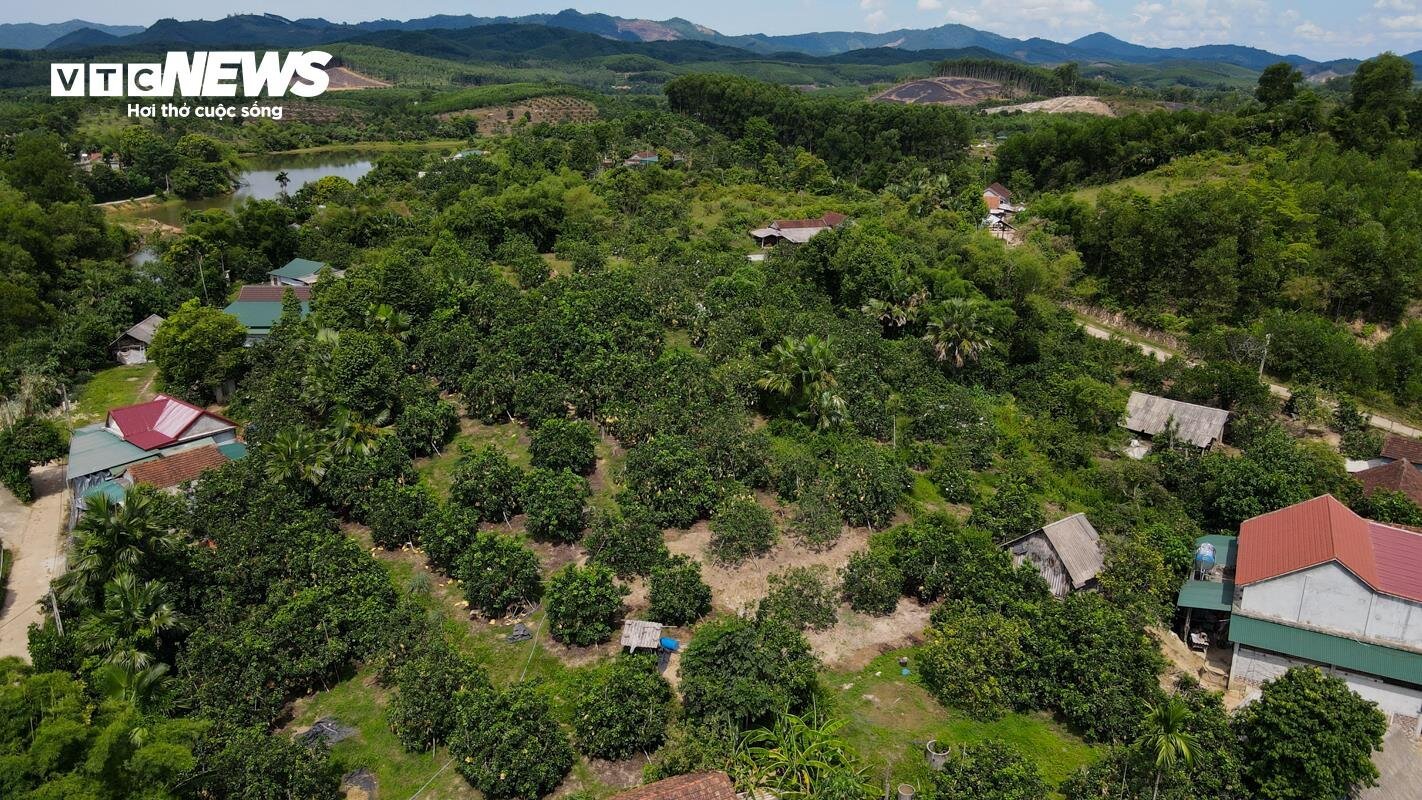 Thủ phủ bưởi Phúc Trạch vào vụ, nông dân phấn khởi đếm quả thu tiền - Ảnh 10